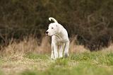 DOGUE ARGENTIN 107